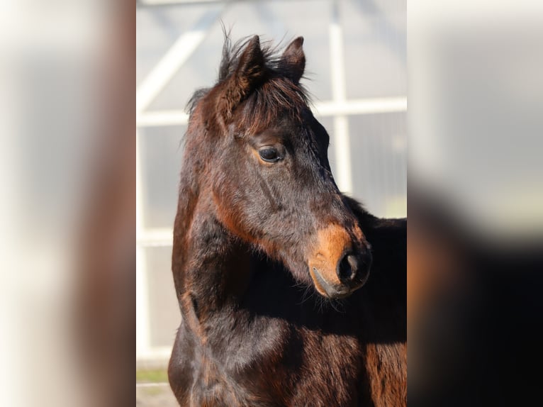 Holsteiner Hengst 1 Jaar 168 cm Donkerbruin in Todendorf