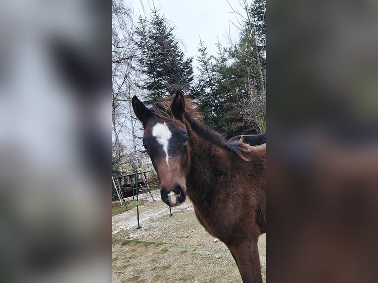 Holsteiner Hengst 1 Jaar 170 cm Bruin in Striegistal