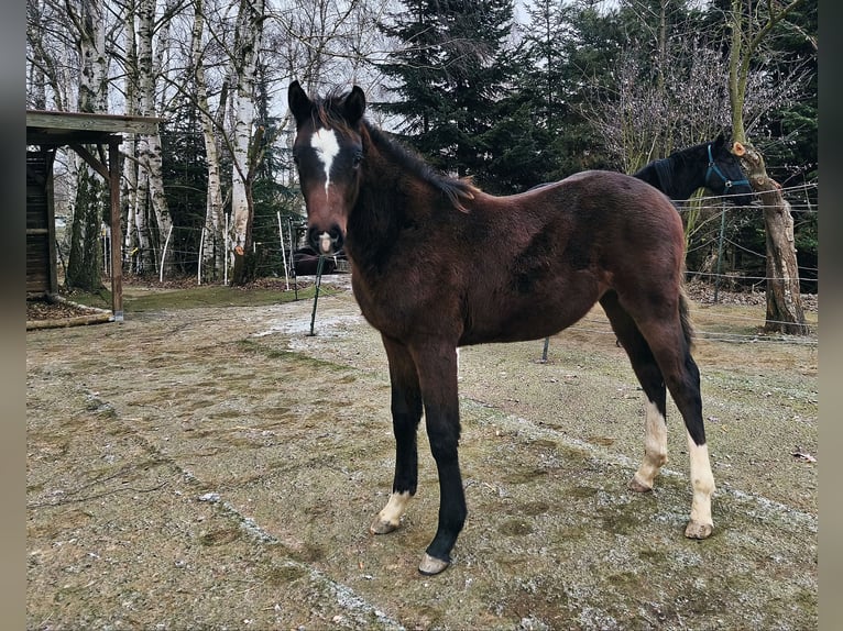 Holsteiner Hengst 1 Jaar 170 cm Bruin in Striegistal