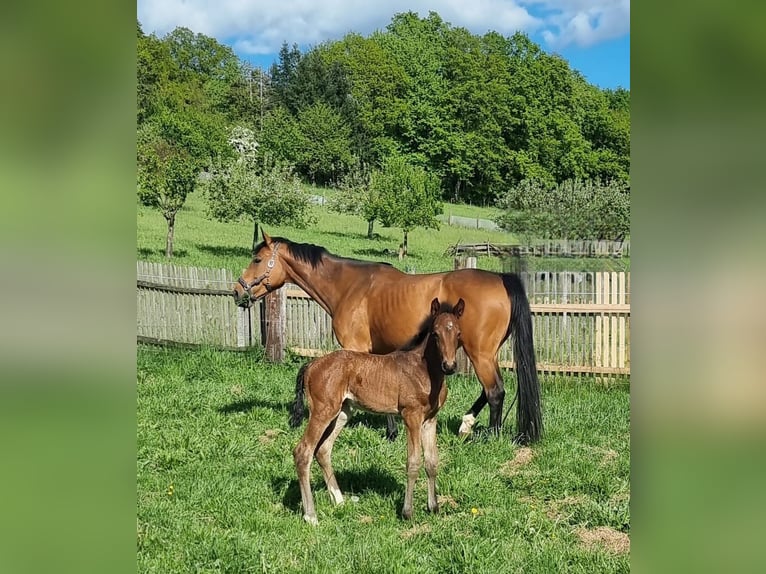 Holsteiner Hengst 1 Jaar 170 cm Bruin in Bodenrode