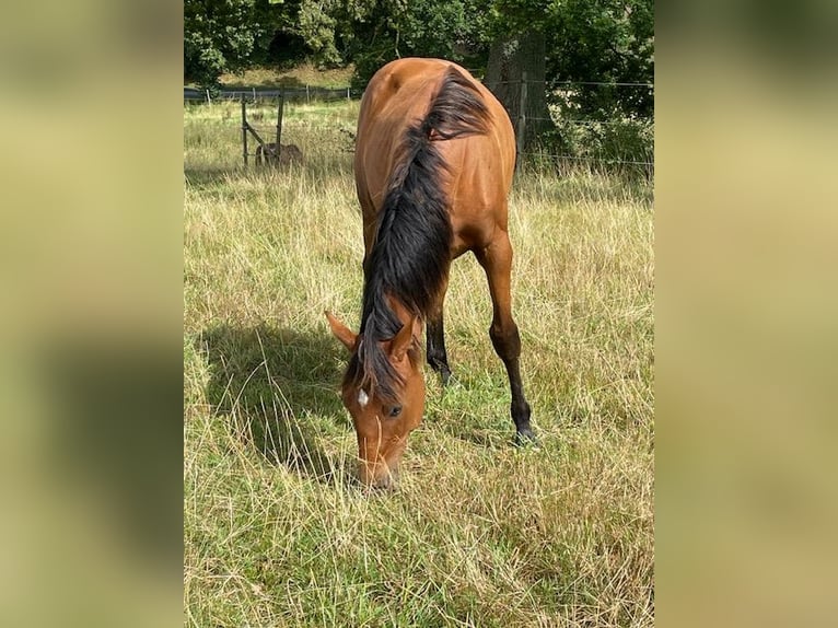 Holsteiner Hengst 1 Jaar 170 cm Bruin in Schiphorst