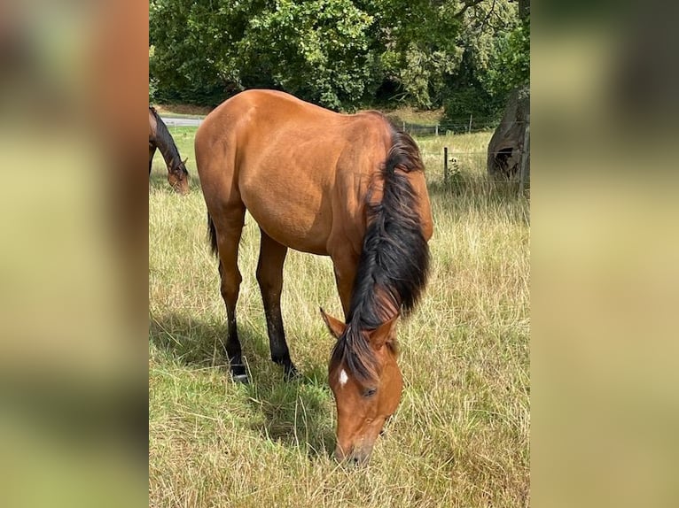 Holsteiner Hengst 1 Jaar 170 cm Bruin in Schiphorst
