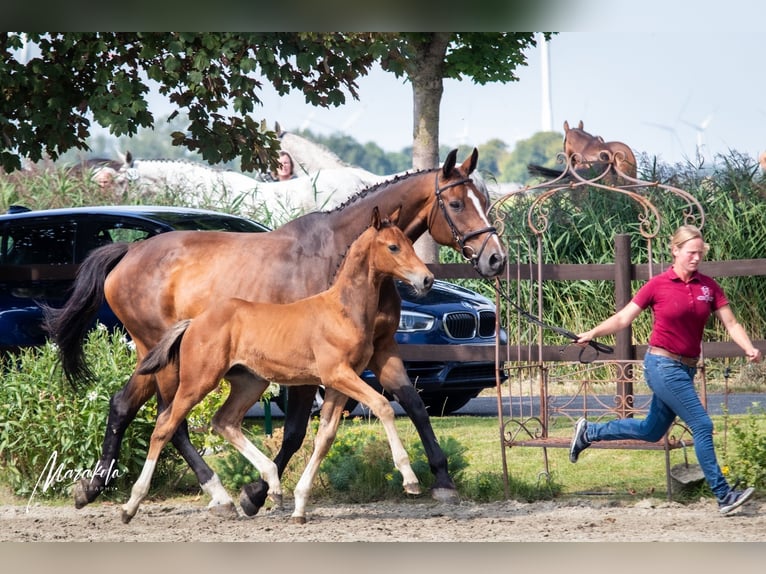 Holsteiner Hengst 1 Jaar 170 cm Bruin in Averlak