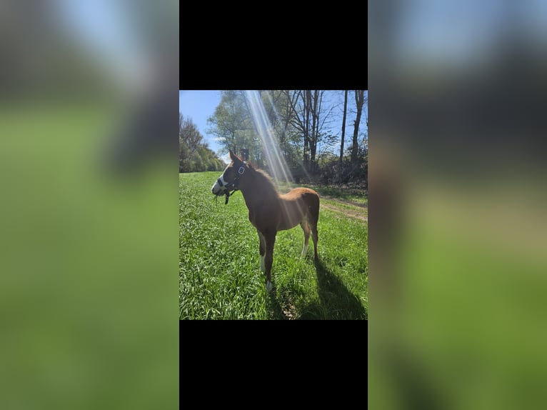 Holsteiner Hengst 1 Jaar 170 cm Bruin in Gudensberg