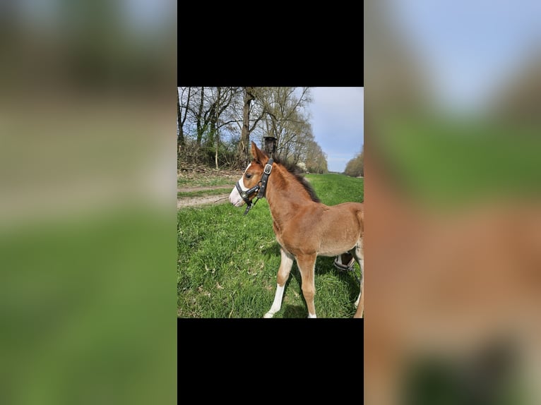 Holsteiner Hengst 1 Jaar 170 cm Bruin in Gudensberg