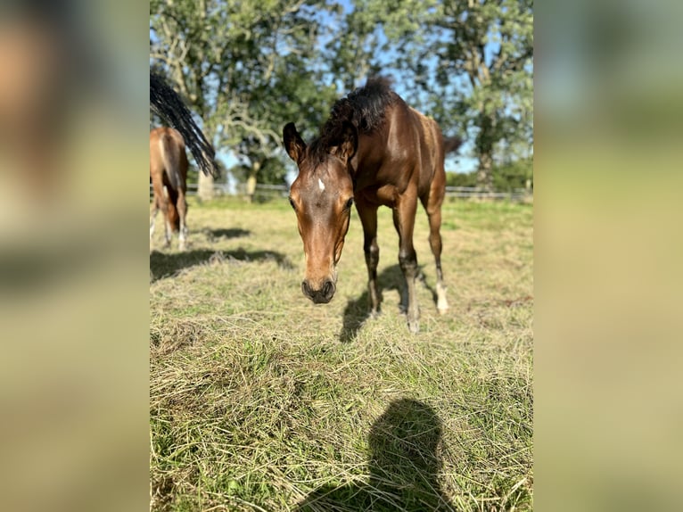 Holsteiner Hengst 1 Jaar 170 cm Bruin in Sehestedt
