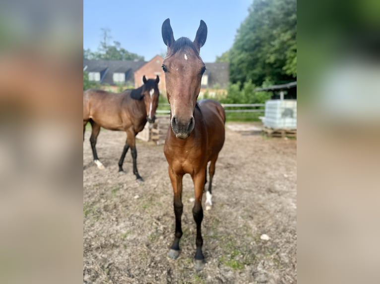Holsteiner Hengst 1 Jaar 170 cm Bruin in Sehestedt