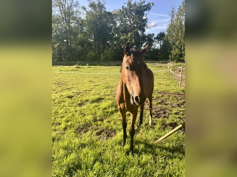 Holsteiner Hengst 1 Jaar 170 cm Bruin in Sehestedt
