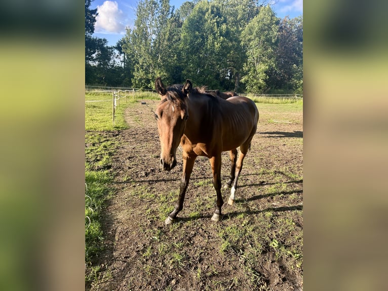 Holsteiner Hengst 1 Jaar 170 cm Bruin in Sehestedt