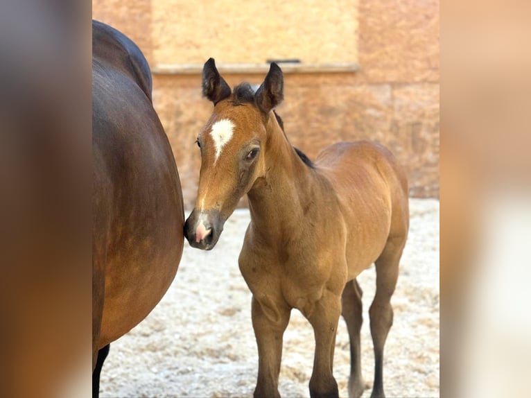 Holsteiner Hengst 1 Jaar 170 cm Donkerbruin in Dietfurt an der Altmühl