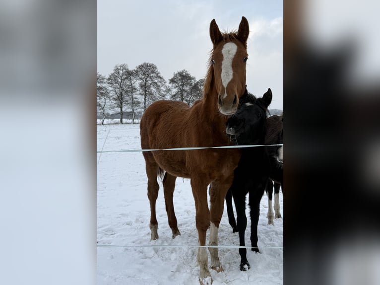 Holsteiner Hengst 1 Jaar 170 cm Vos in Groß Kummerfeld