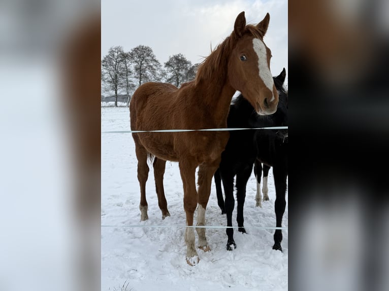 Holsteiner Hengst 1 Jaar 170 cm Vos in Kellinghusen