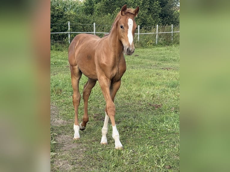 Holsteiner Hengst 1 Jaar 170 cm Vos in Kellinghusen
