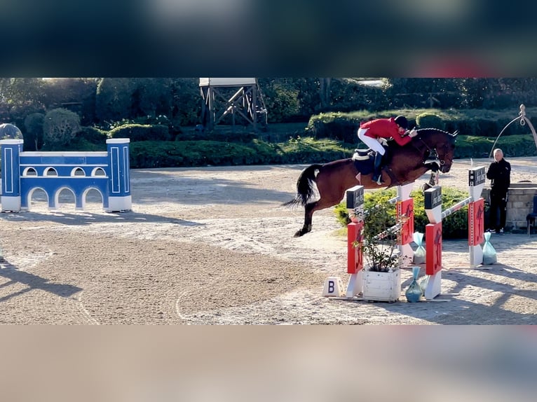 Holsteiner Hengst 1 Jaar 172 cm Bruin in Celle