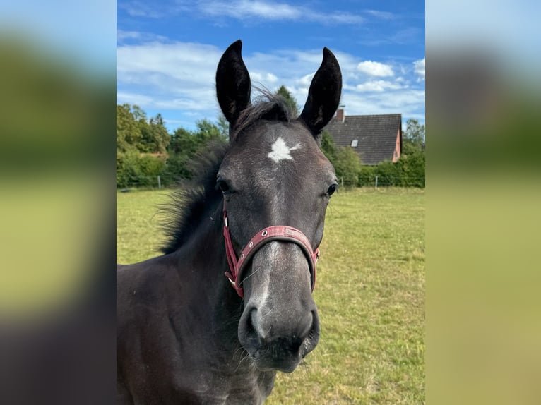 Holsteiner Hengst 1 Jaar 172 cm Schimmel in Lauenburg