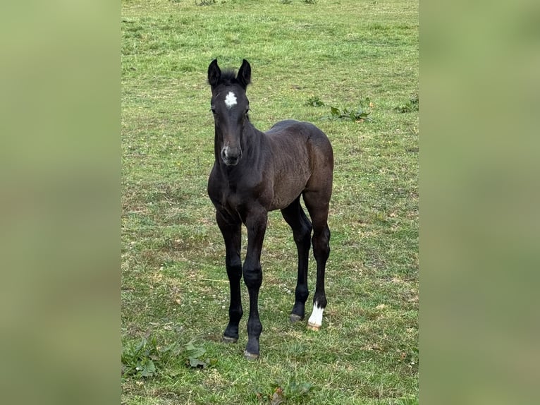 Holsteiner Hengst 1 Jaar 172 cm Schimmel in Lüdersburg