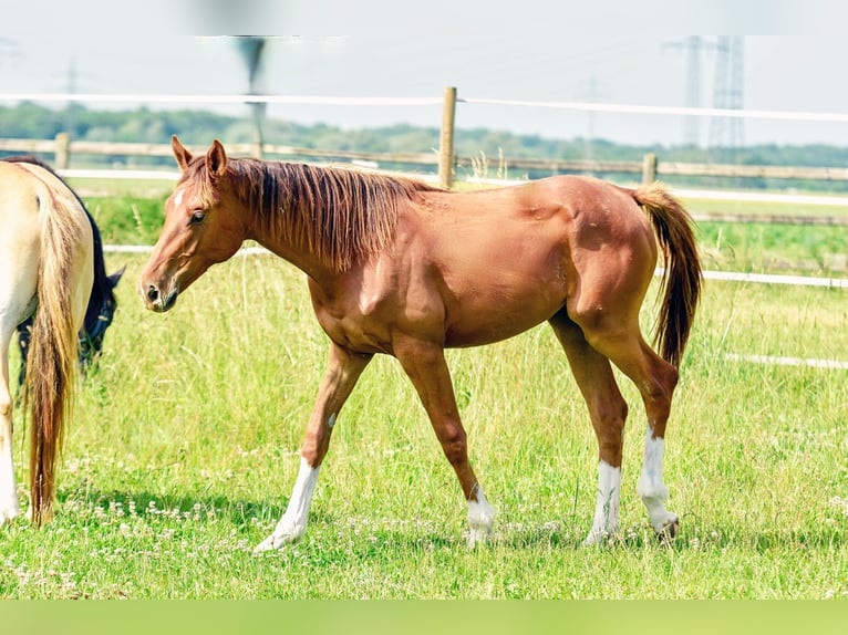 Holsteiner Hengst 1 Jaar 174 cm in Langenau