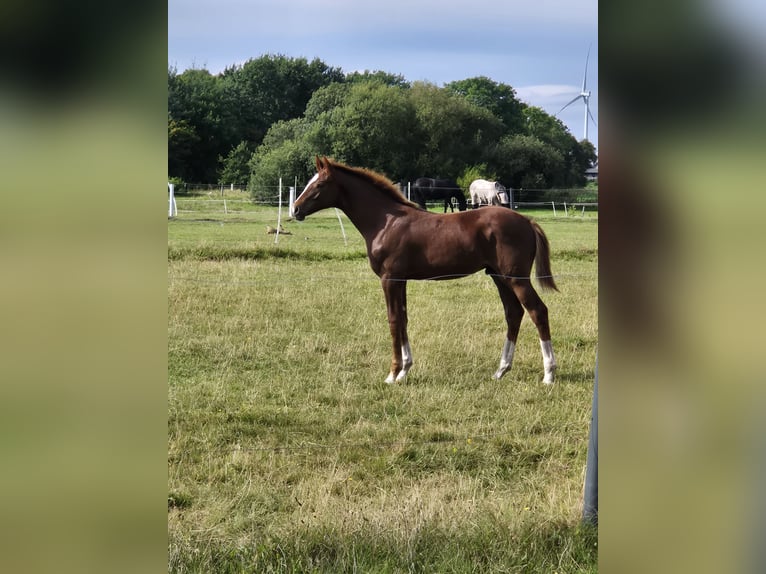 Holsteiner Hengst 1 Jaar 175 cm Donkere-vos in Ladelund