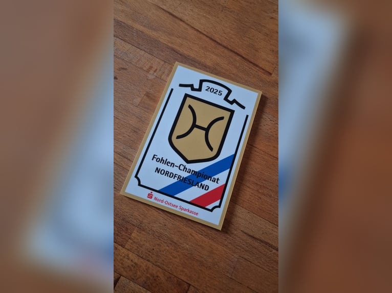 Holsteiner Hengst 1 Jaar 175 cm Donkere-vos in Ladelund