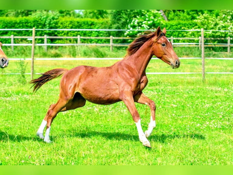 Holsteiner Mix Hengst 1 Jaar 176 cm Donkere-vos in Langenau