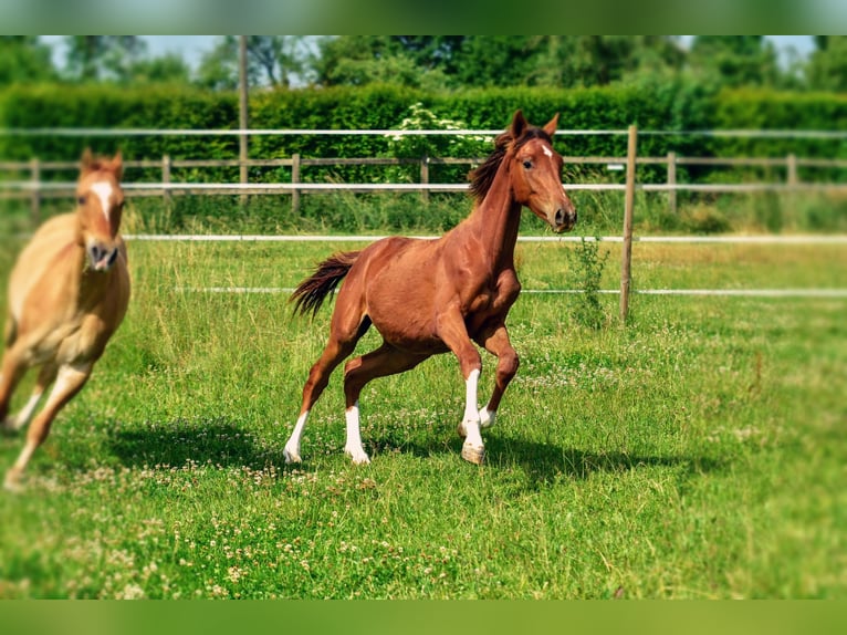 Holsteiner Mix Hengst 1 Jaar 176 cm Donkere-vos in Langenau