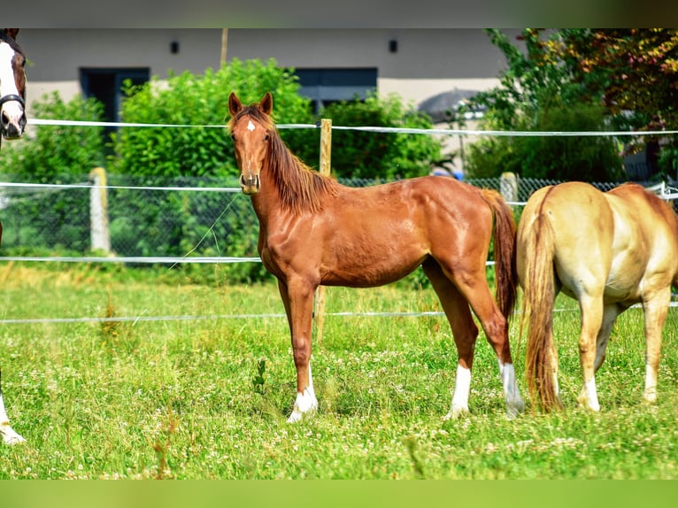 Holsteiner Mix Hengst 1 Jaar 176 cm Donkere-vos in Langenau