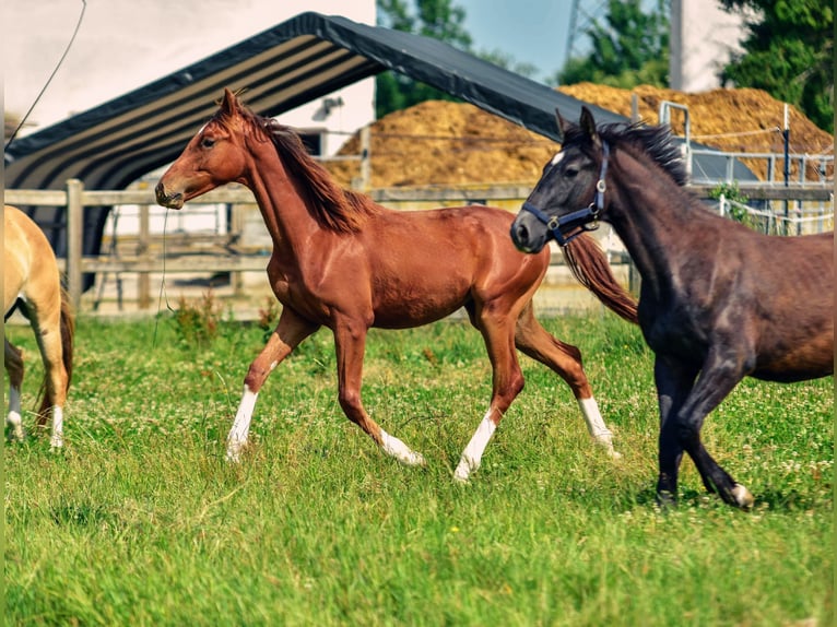 Holsteiner Mix Hengst 1 Jaar 176 cm Donkere-vos in Langenau