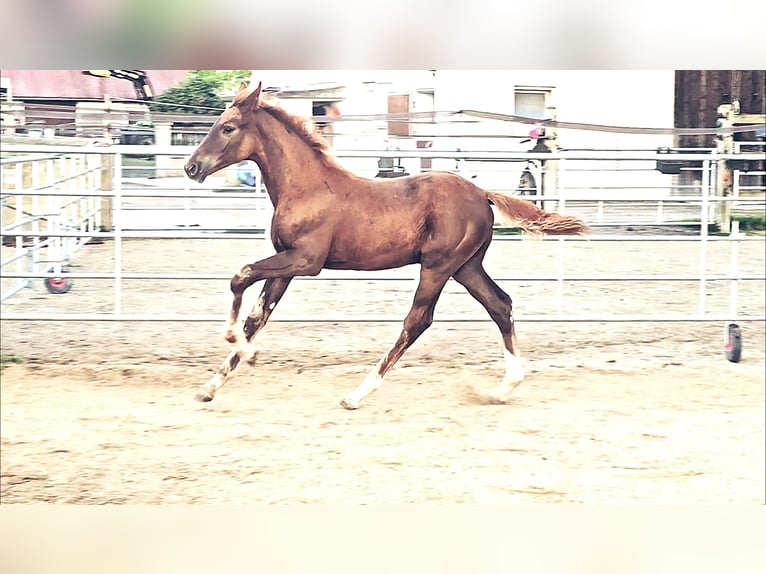 Holsteiner Mix Hengst 1 Jaar 176 cm in Langenau
