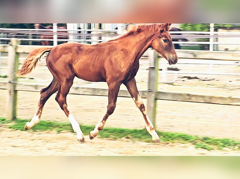 Holsteiner Mix Hengst 1 Jaar 176 cm in Langenau
