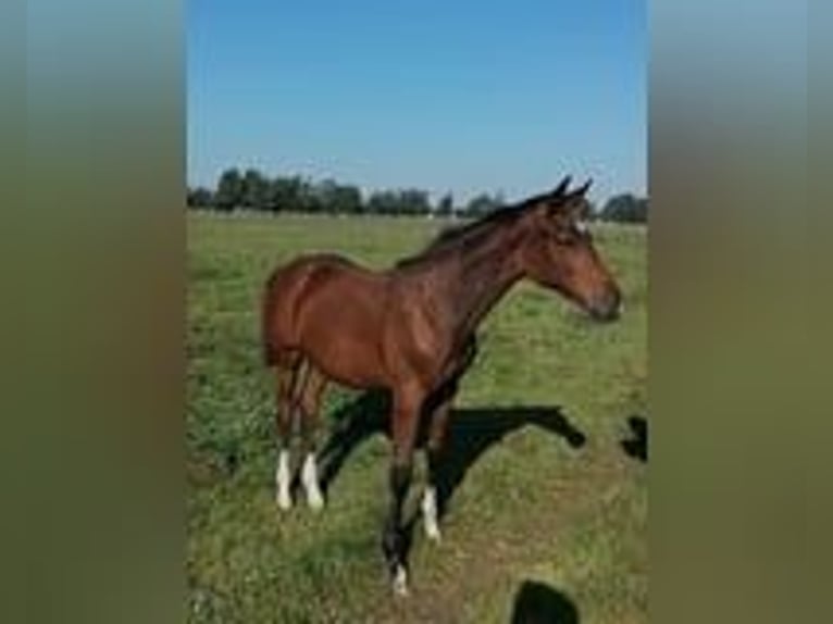 Holsteiner Hengst 1 Jaar Bruin in Struvenh&#xFC;tten