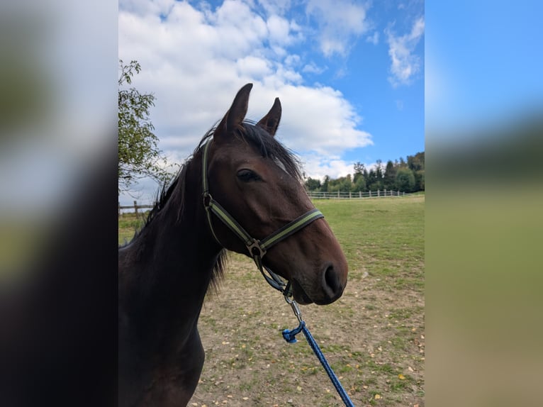 Holsteiner Hengst 1 Jaar Bruin in Hauzenberg
