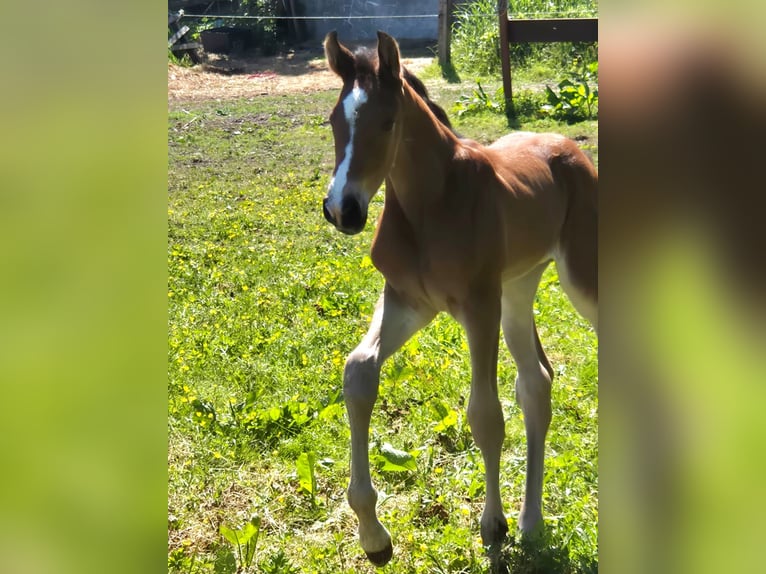 Holsteiner Hengst 1 Jaar Bruin in Landscheide