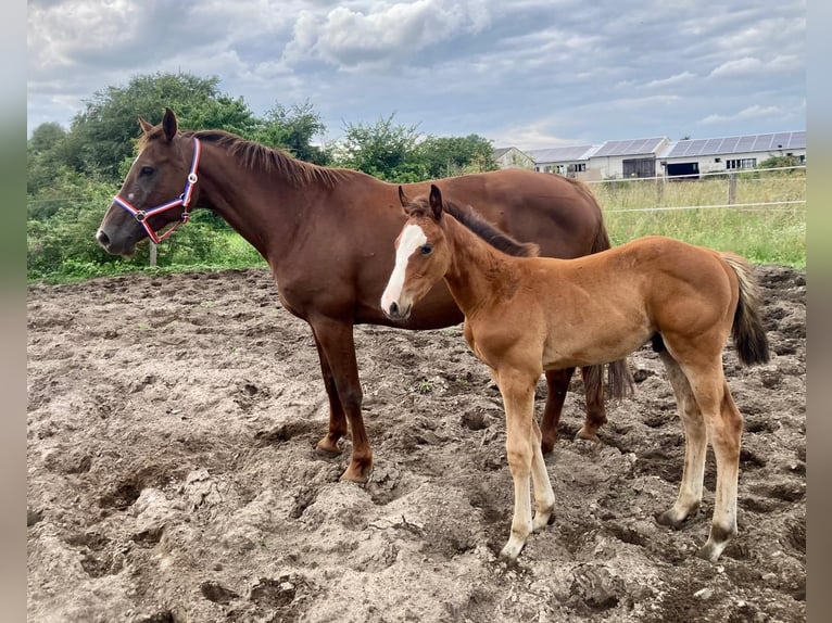 Holsteiner Hengst 1 Jaar Bruin in Marisfeld