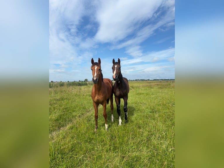 Holsteiner Hengst 1 Jaar Bruin in Mildstedt