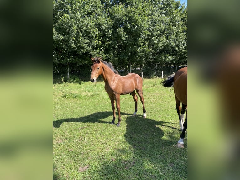 Holsteiner Hengst 1 Jaar Bruin in Preetz