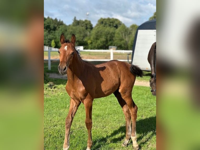 Holsteiner Hengst 1 Jaar Bruin in Schmilau