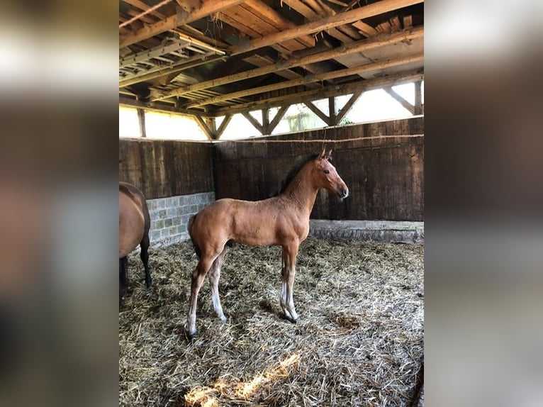 Holsteiner Hengst 1 Jaar Bruin in Windeby