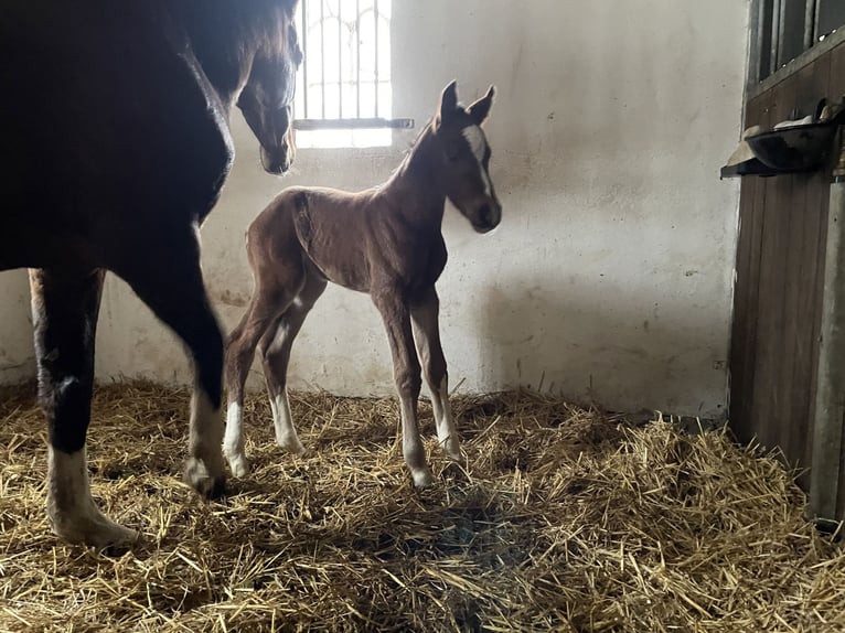 Holsteiner Hengst 1 Jaar Bruin in Wobbenbüll