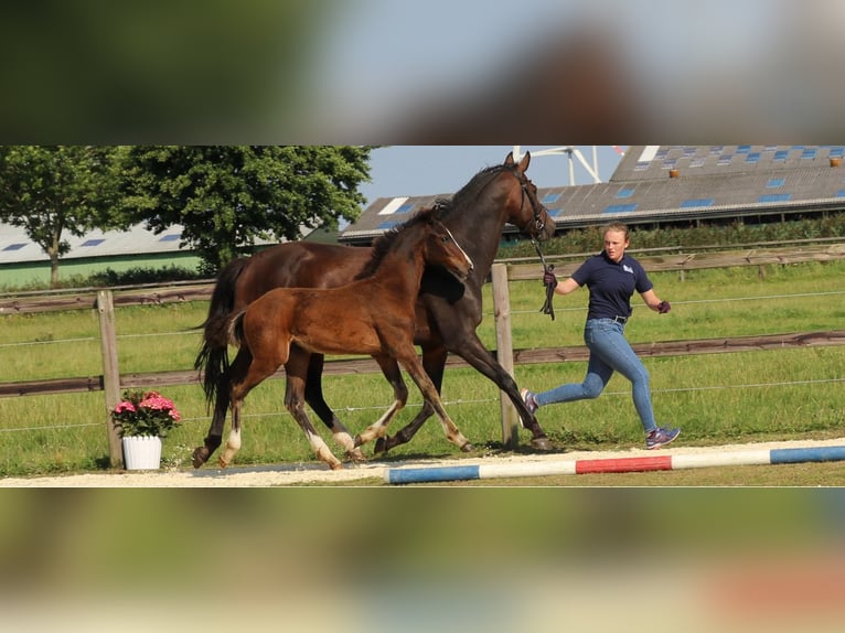 Holsteiner Hengst 1 Jaar Donkerbruin in Kaiser-Wilhelm-Koog