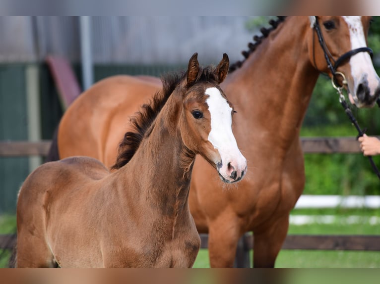 Holsteiner Hengst 1 Jaar Donkerbruin in Nieblum/Föhr
