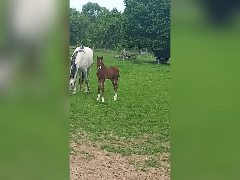 Holsteiner Hengst 1 Jaar Donkerbruin in Nusse