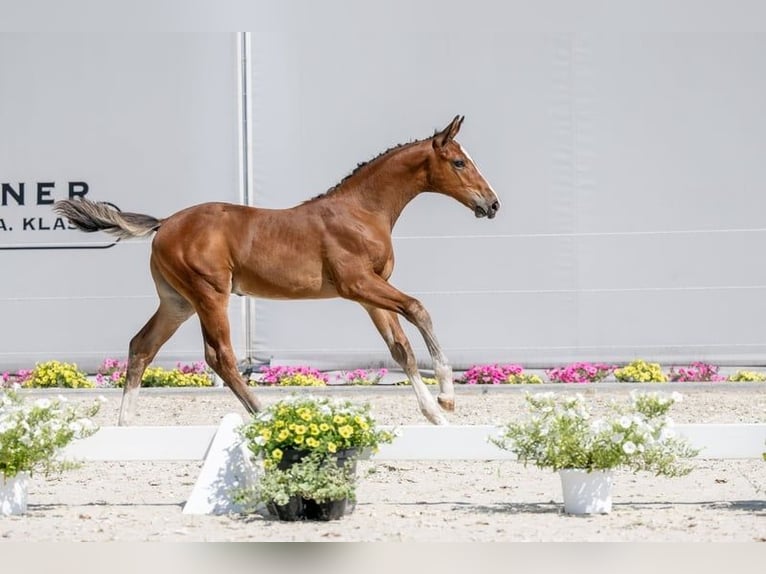 Holsteiner Hengst 1 Jaar Roodbruin in Tuchola