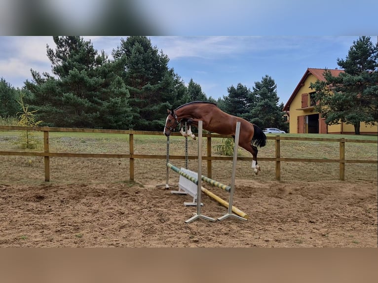 Holsteiner Hengst 1 Jaar Roodbruin in Tuchola
