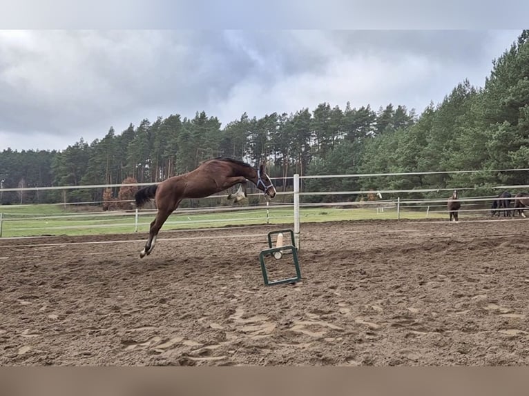 Holsteiner Hengst 1 Jaar Roodbruin in Tuchola
