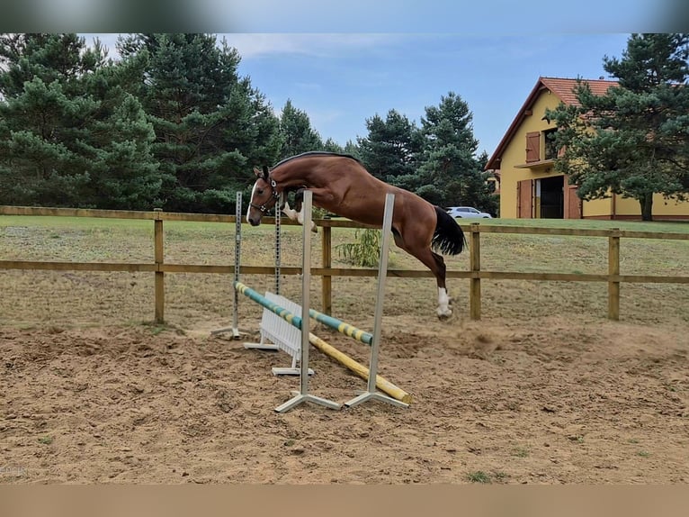 Holsteiner Hengst 1 Jaar Roodbruin in Tuchola