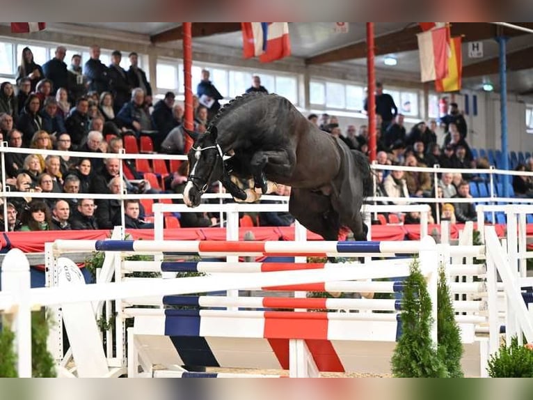 Holsteiner Hengst 1 Jaar Roodbruin in Tuchola
