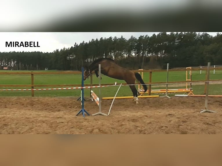 Holsteiner Hengst 1 Jaar Roodbruin in Tuchola