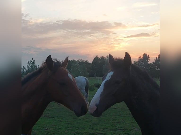 Holsteiner Hengst 1 Jaar Schimmel in Tetenbüll