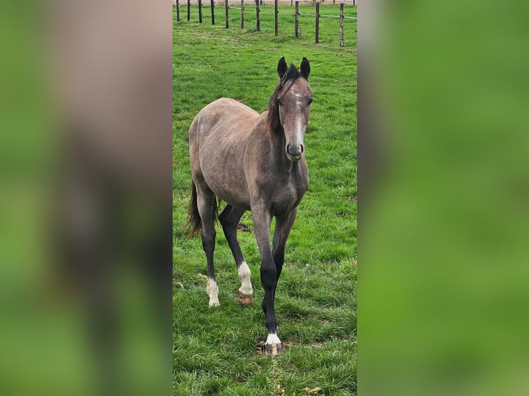 Holsteiner Hengst 1 Jaar Schimmel in Nettetal