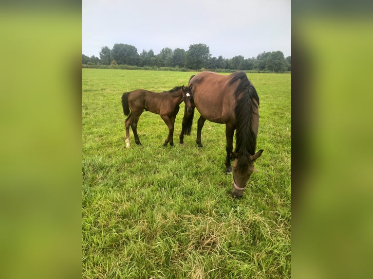 Holsteiner Hengst 1 Jaar Zwartbruin in Nusse